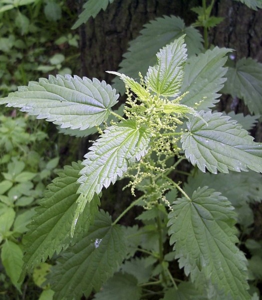 Pflanzenbild gross Grosse Brennnessel - Urtica dioica