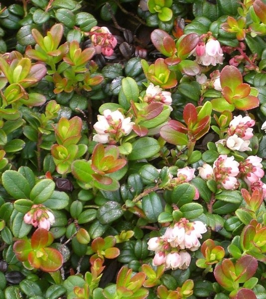 Pflanzenbild gross Preiselbeere - Vaccinium vitis-idaea