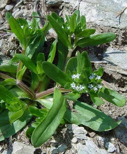 Pflanzenbild gross Echter Ackersalat - Valerianella locusta