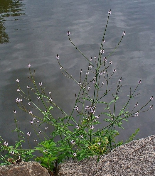 Pflanzenbild gross Eisenkraut - Verbena officinalis