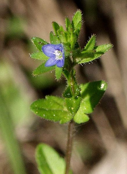 Pflanzenbild gross Feld-Ehrenpreis - Veronica arvensis