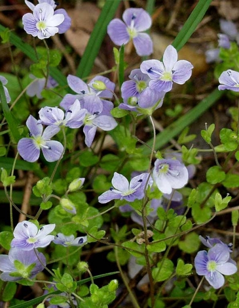 Pflanzenbild gross Faden-Ehrenpreis - Veronica filiformis