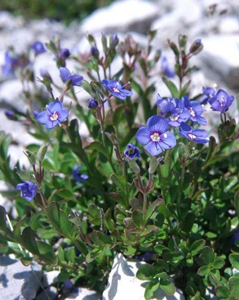 Pflanzenbild gross Felsen-Ehrenpreis - Veronica fruticans