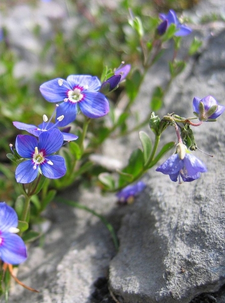 Pflanzenbild gross Felsen-Ehrenpreis - Veronica fruticans