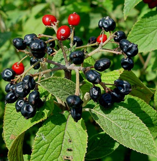 Pflanzenbild gross Wolliger Schneeball - Viburnum lantana