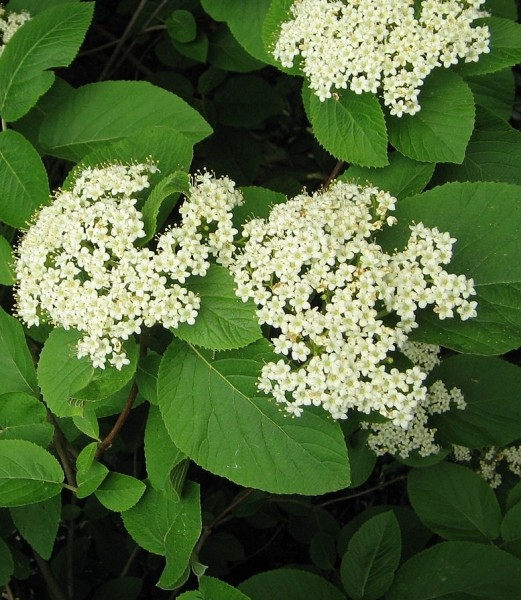 Pflanzenbild gross Wolliger Schneeball - Viburnum lantana