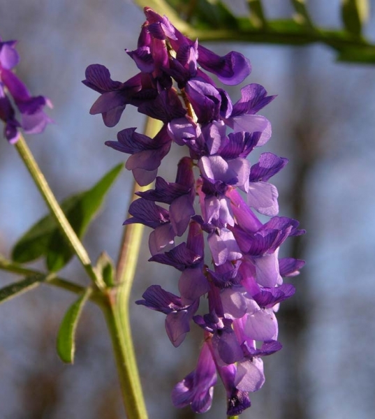 Pflanzenbild gross Vogel-Wicke - Vicia cracca