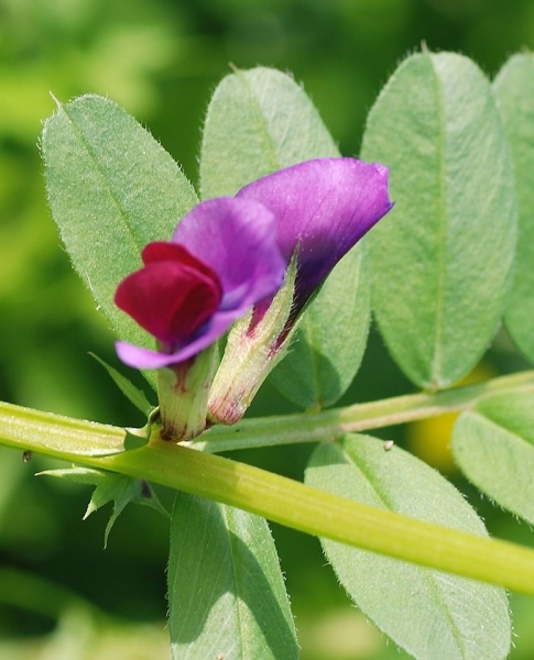 Pflanzenbild gross Futter-Wicke - Vicia sativa
