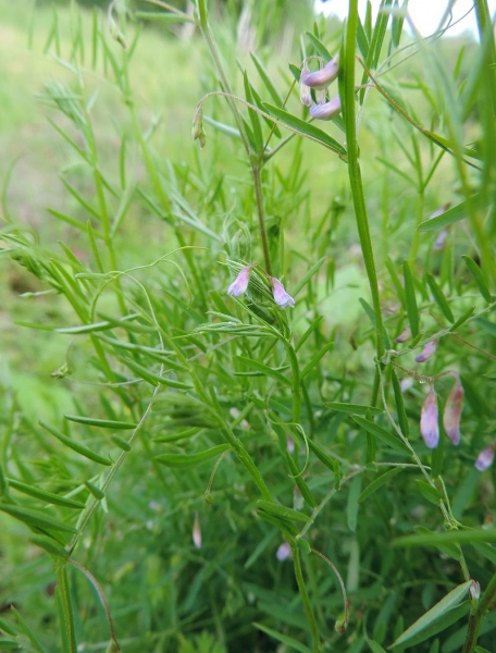 Pflanzenbild gross Viersamige Wicke - Vicia tetrasperma