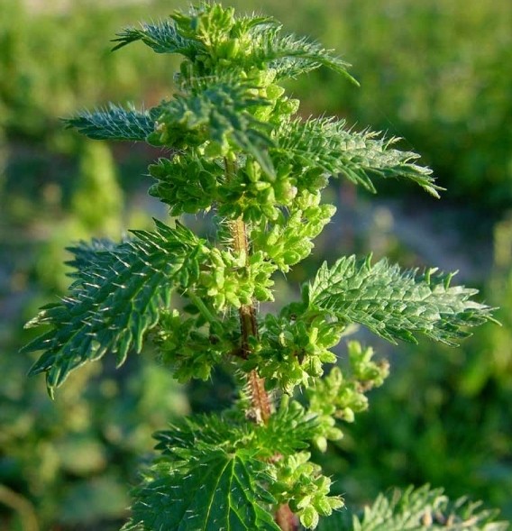 Pflanzenbild gross Kleine Brennnessel - Urtica urens