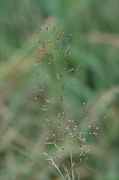 Pflanzenbild gross Kriechendes Straussgras - Agrostis stolonifera