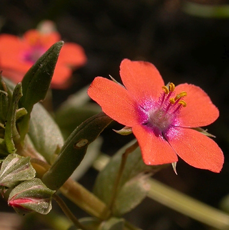Pflanzenbild gross Acker-Gauchheil - Anagallis arvensis