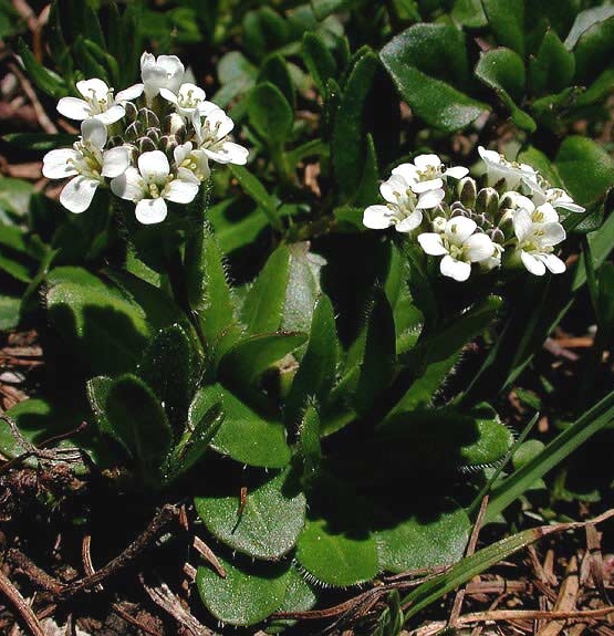Pflanzenbild gross Bewimperte Gänsekresse - Arabis ciliata