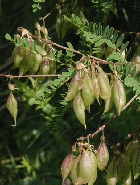 Pflanzenbild gross Alpenlinse - Astragalus penduliflorus