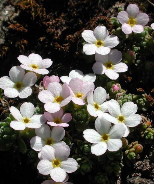 Pflanzenbild gross Alpen-Mannsschild - Androsace alpina
