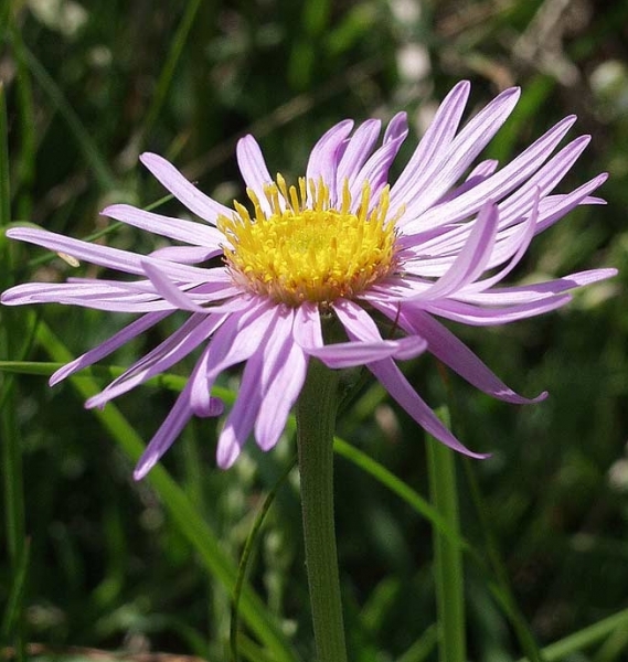 Pflanzenbild gross Alpen-Aster - Aster alpinus