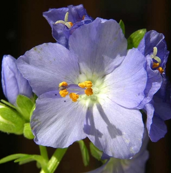 Pflanzenbild gross Himmelsleiter - Polemonium caeruleum