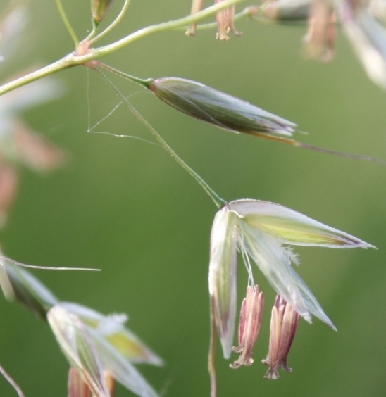 Pflanzenbild gross Französisches Raygras - Arrhenatherum elatius
