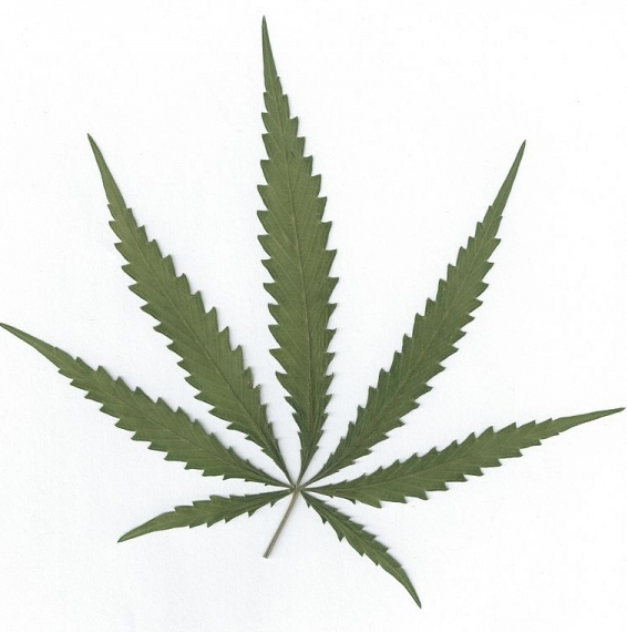 Pflanzenbild gross Hanf - Cannabis sativa