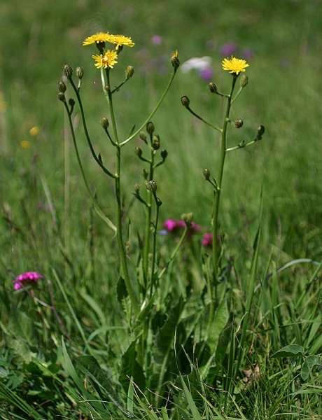 Pflanzenbild gross Grossköpfiger Pippau - Crepis conyzifolia