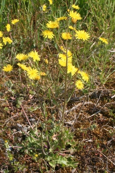 Pflanzenbild gross Löwenzahnblättriger Blasen-Pippau - Crepis vesicaria subsp. taraxacifolia