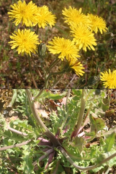 Pflanzenbild gross Löwenzahnblättriger Blasen-Pippau - Crepis vesicaria subsp. taraxacifolia