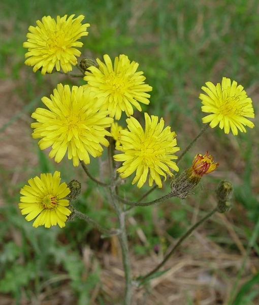 Pflanzenbild gross Löwenzahnblättriger Blasen-Pippau - Crepis vesicaria subsp. taraxacifolia
