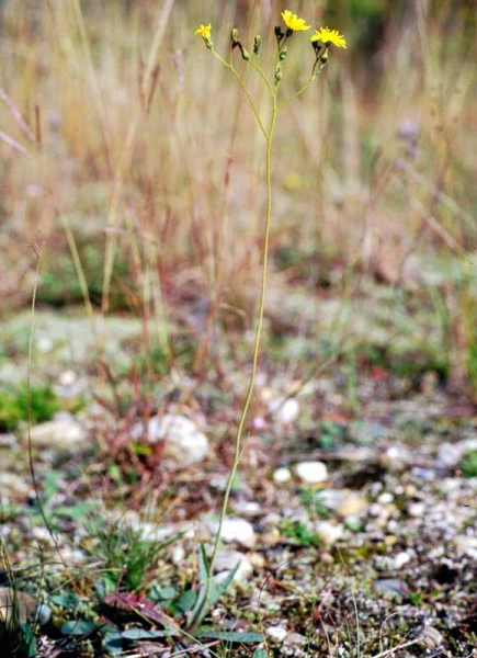Pflanzenbild gross Florentiner Habichtskraut - Hieracium piloselloides