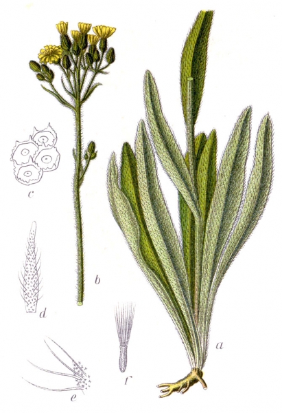 Pflanzenbild gross Florentiner Habichtskraut - Hieracium piloselloides