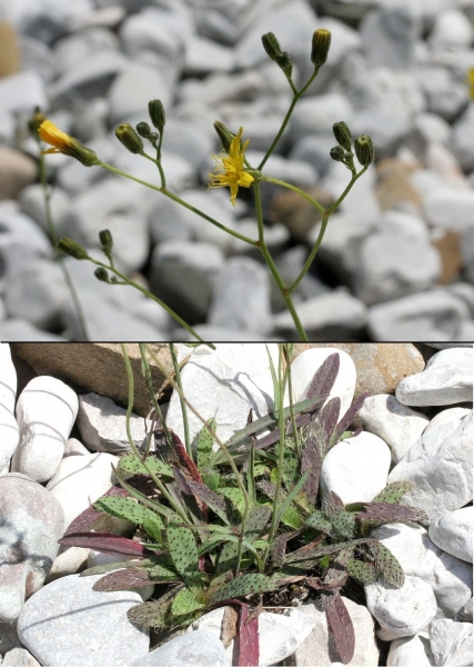 Pflanzenbild gross Florentiner Habichtskraut - Hieracium piloselloides