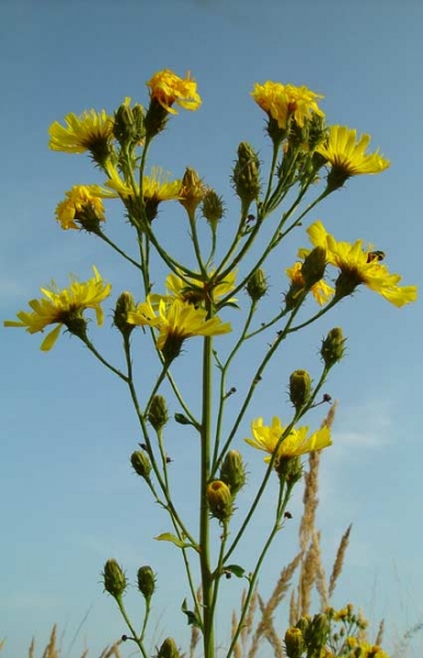 Pflanzenbild gross Doldiges Habichtskraut - Hieracium umbellatum aggr.