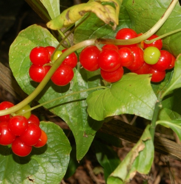 Pflanzenbild gross Schmerwurz - Tamus communis