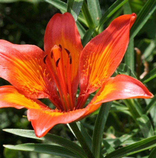 Pflanzenbild gross Bulbillentragende Feuerlilie - Lilium bulbiferum subsp. bulbiferum