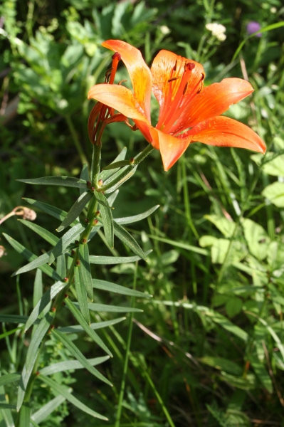 Pflanzenbild gross Bulbillentragende Feuerlilie - Lilium bulbiferum subsp. bulbiferum