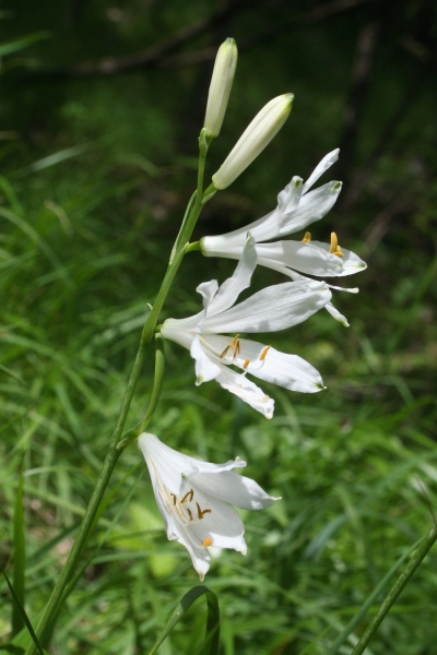 Pflanzenbild gross Weisse Trichterlilie - Paradisea liliastrum
