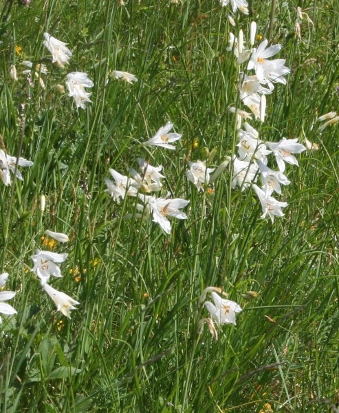 Pflanzenbild gross Weisse Trichterlilie - Paradisea liliastrum