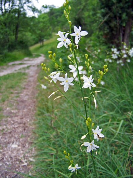 Pflanzenbild gross Ästige Graslilie - Anthericum ramosum