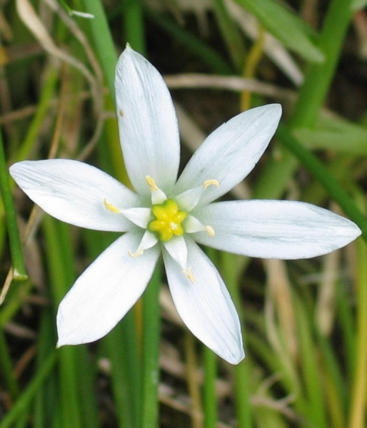 Pflanzenbild gross Doldiger Milchstern - Ornithogalum umbellatum