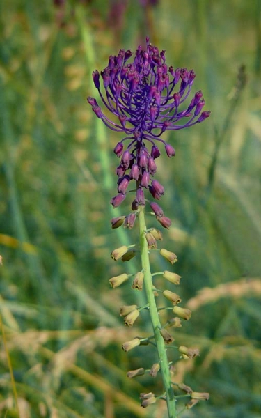 Pflanzenbild gross Schopfige Traubenhyazinthe - Muscari comosum