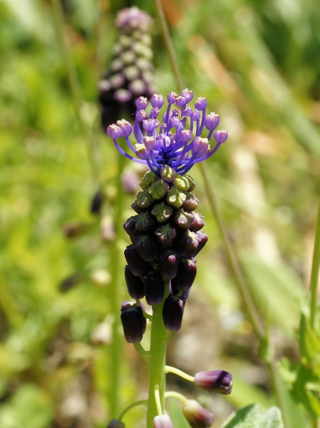 Pflanzenbild gross Schopfige Traubenhyazinthe - Muscari comosum
