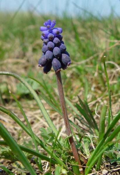 Pflanzenbild gross Weinberg-Traubenhyazinthe - Muscari neglectum aggr.