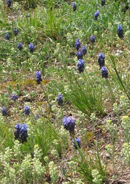 Pflanzenbild gross Weinberg-Traubenhyazinthe - Muscari neglectum aggr.