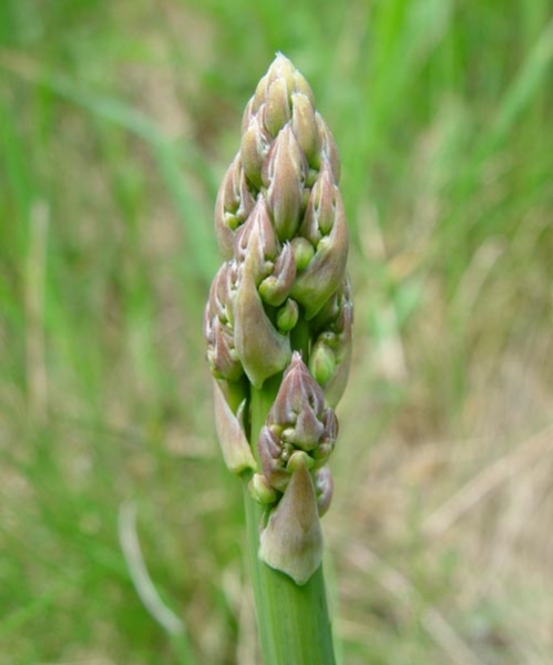 Pflanzenbild gross Gemüse-Spargel - Asparagus officinalis