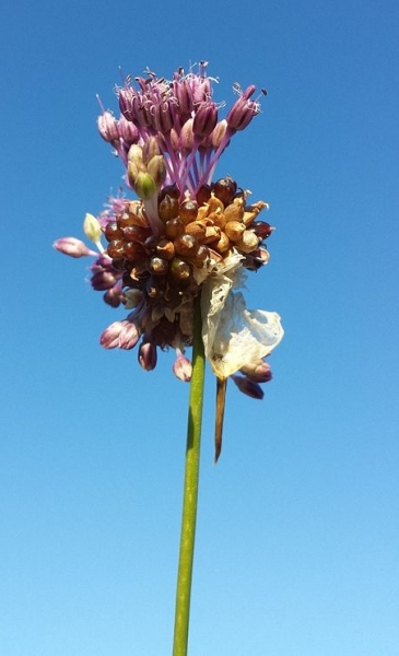 Pflanzenbild gross Weinberg-Lauch - Allium vineale