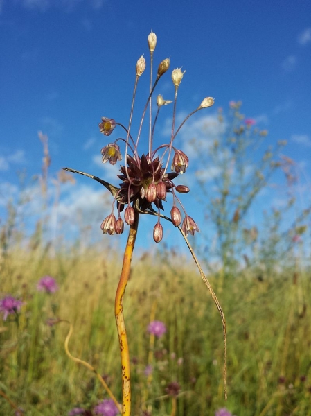 Pflanzenbild gross Ross-Lauch - Allium oleraceum