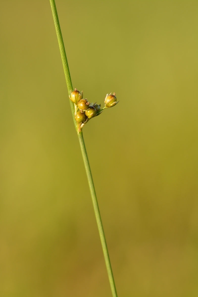 Pflanzenbild gross Faden-Binse - Juncus filiformis