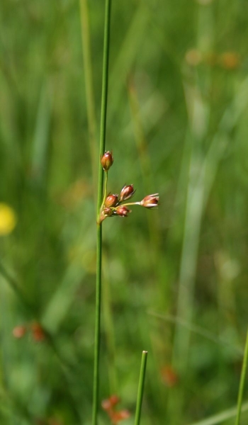 Pflanzenbild gross Faden-Binse - Juncus filiformis