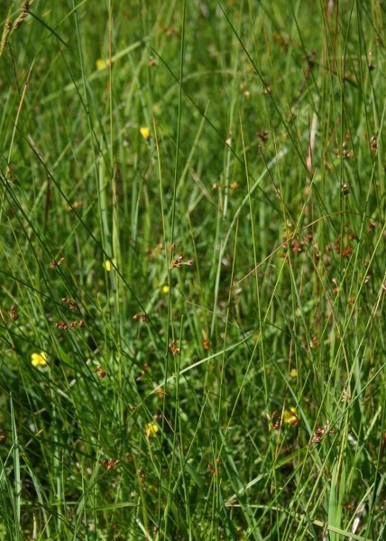 Pflanzenbild gross Faden-Binse - Juncus filiformis