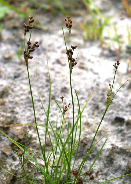 Pflanzenbild gross Zusammengedrückte Binse - Juncus compressus