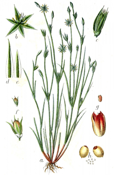 Pflanzenbild gross Kröten-Binse - Juncus bufonius